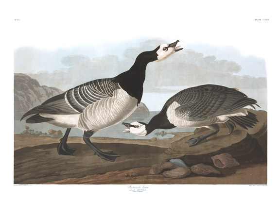 Barnacle Goose